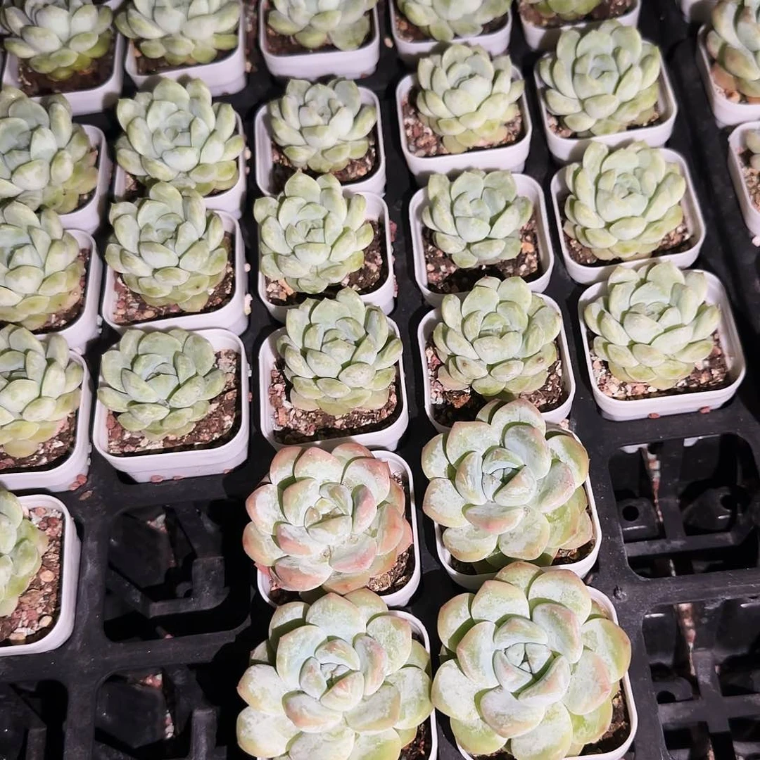 刚毅两盆满25包邮