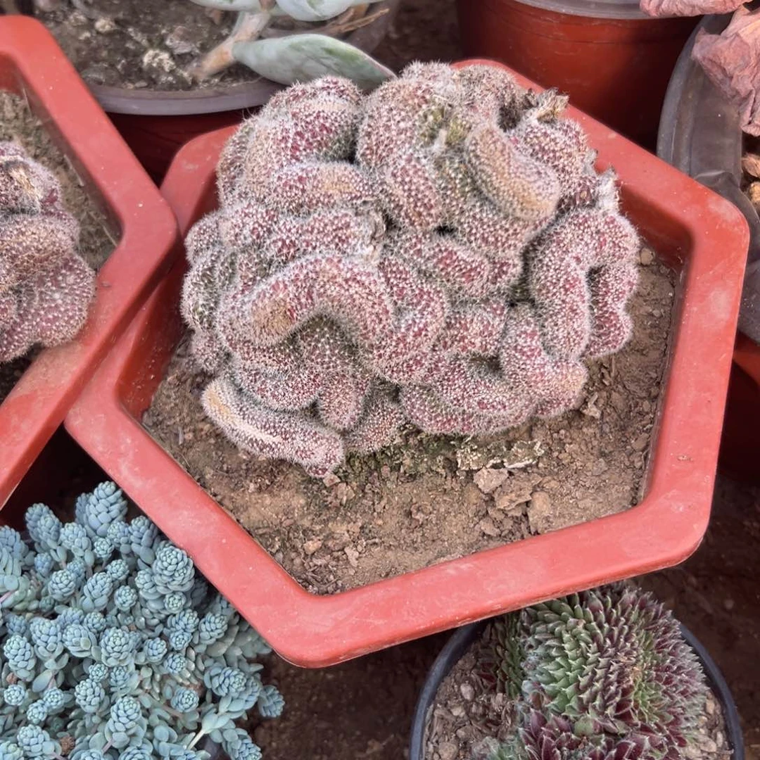 多肉植物红檀缀化