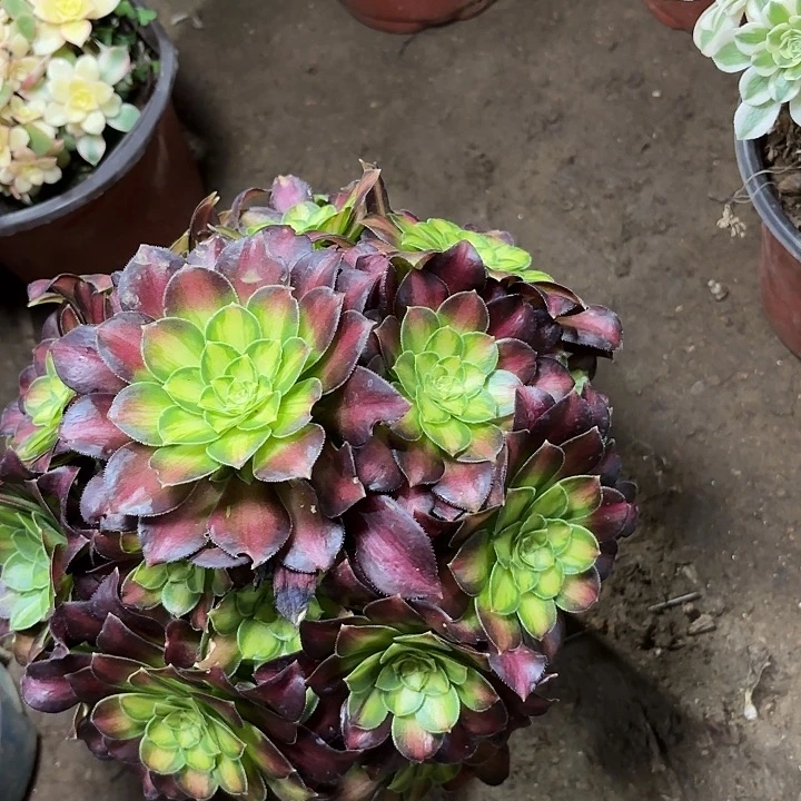 桂*多肉植物法师韶华110