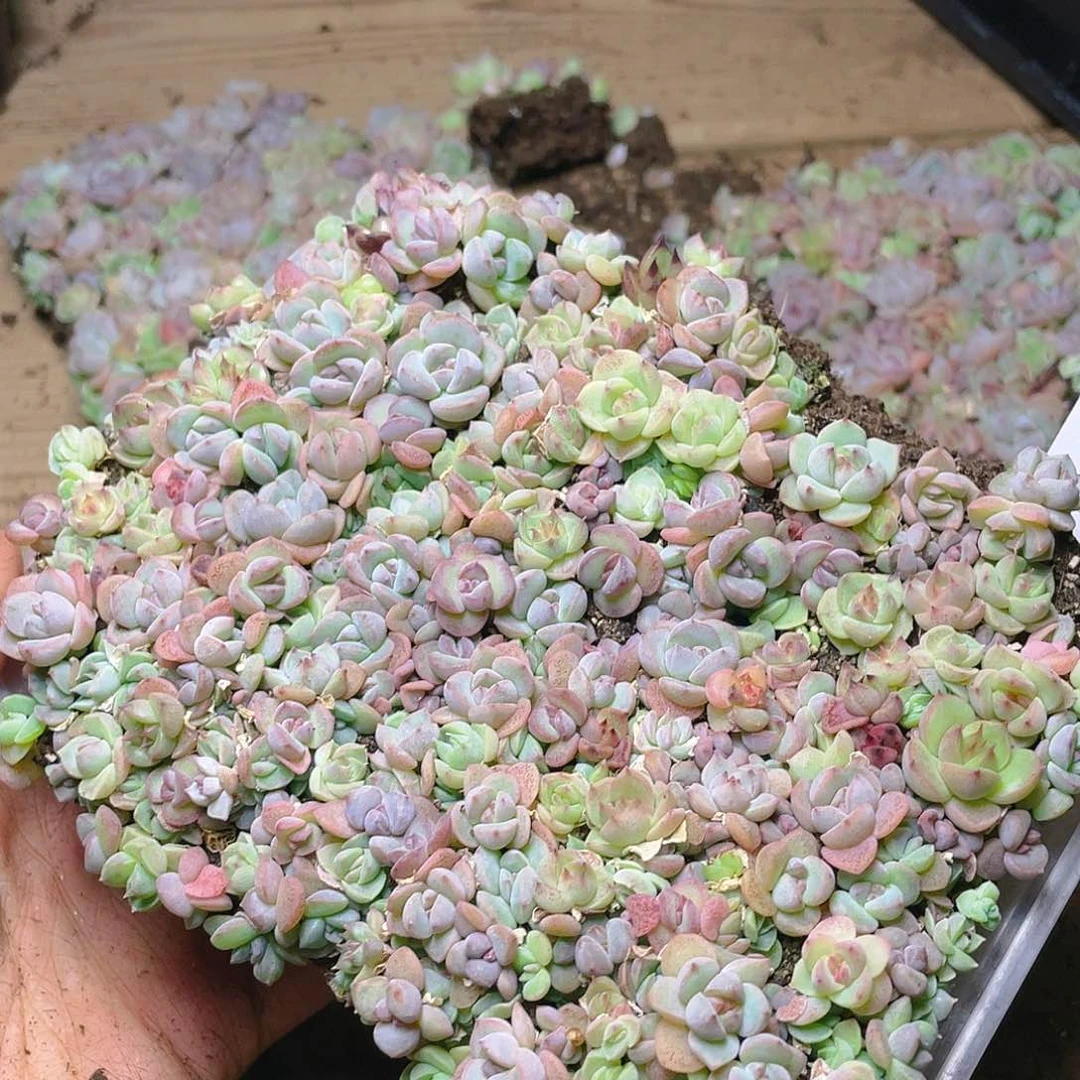 财***婆多肉植物多肉植物697