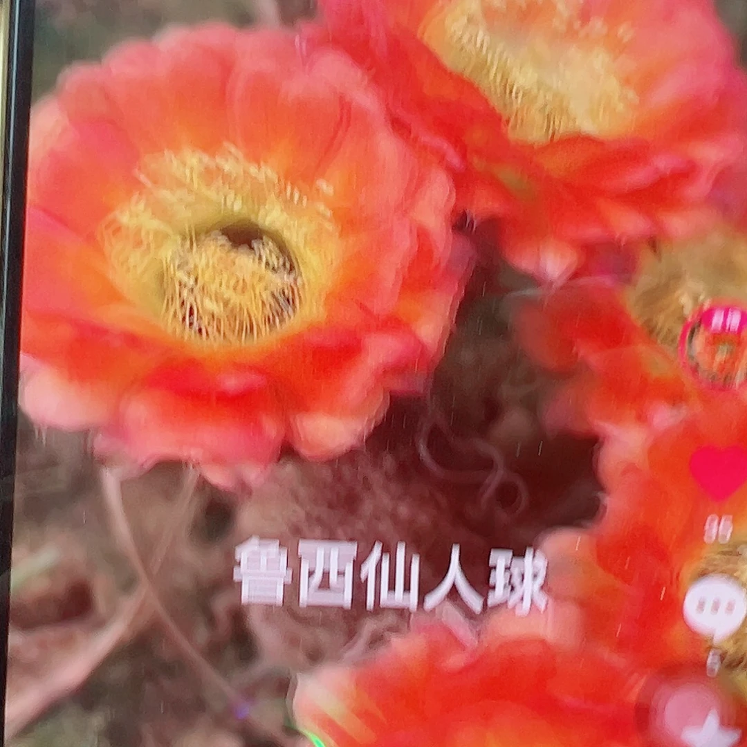 丽花 1537侧芽 满20包邮