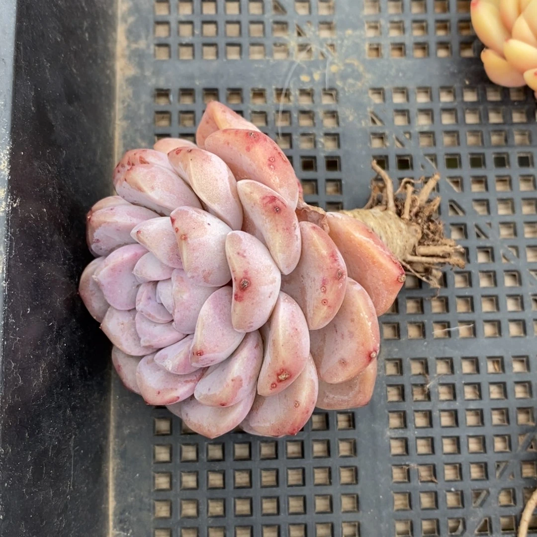 健健康康快快乐乐多肉满38包邮-