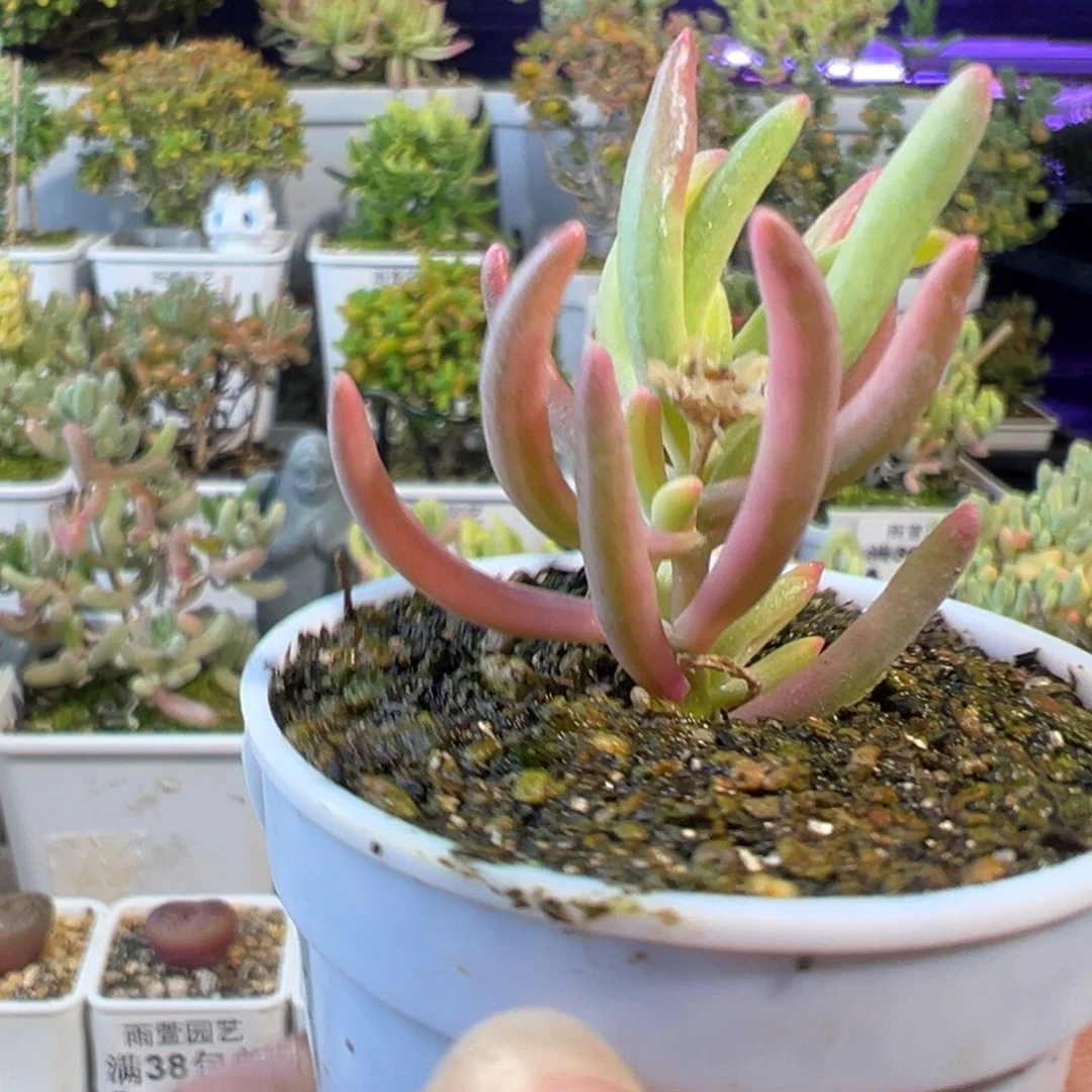 26-653枝干番杏多肉冰花锦五圆盆一物一拍