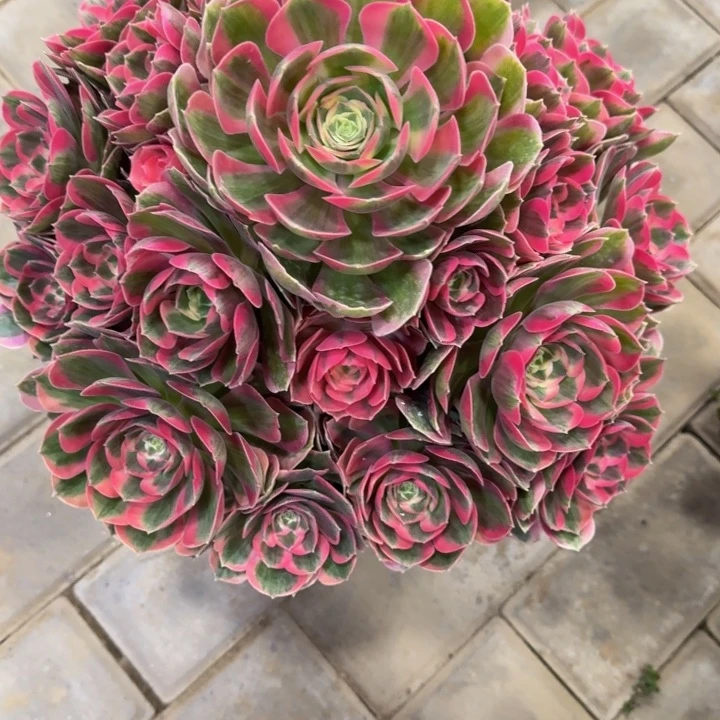 盛***实粉女郎642肉寄养