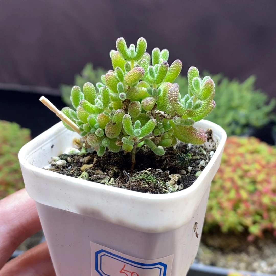 *****无花朵58号冰糖枝干多肉