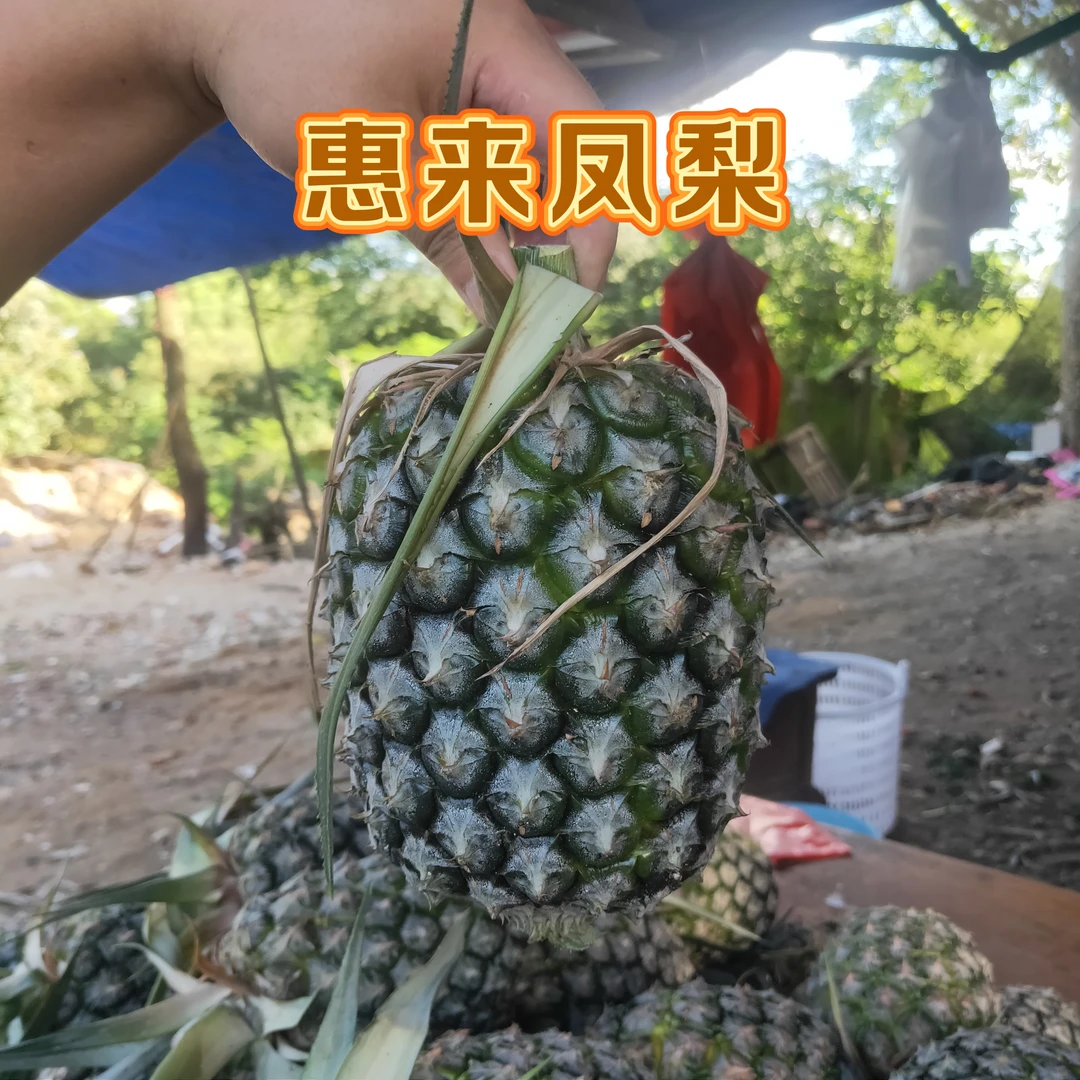 广东惠来凤梨高山甜菠萝树上熟香甜多汁应季水果