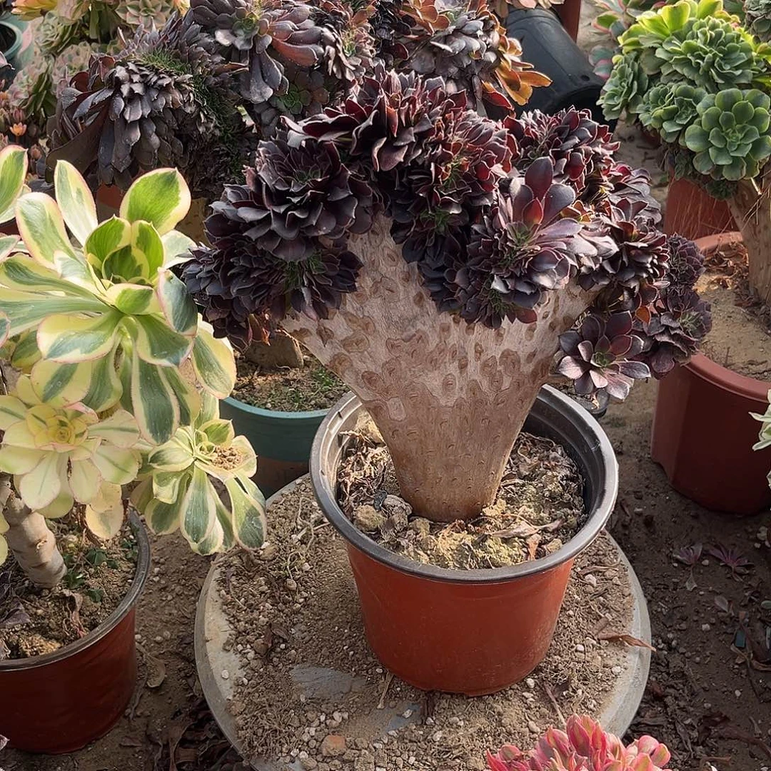 4欧子缀化法头肉植物