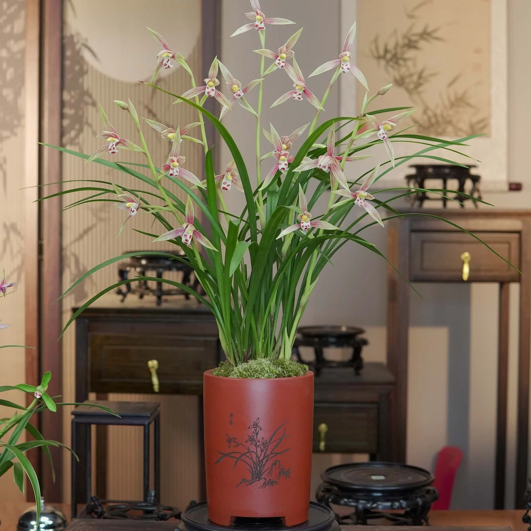 兰花铭品[春江丽影]带紫砂盆带3-5花剑幽香兰花室内好养绿植