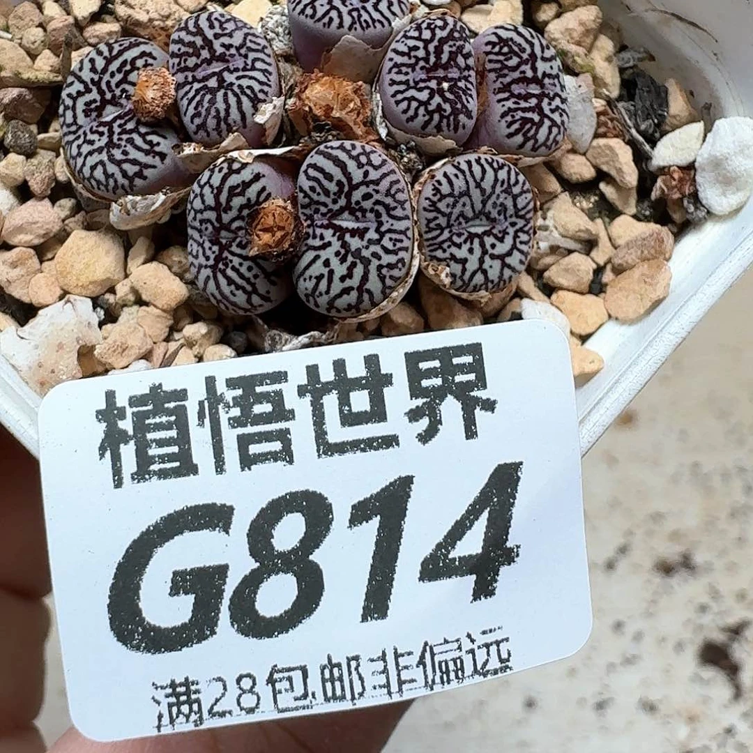 多肉植物的润泽额fg
