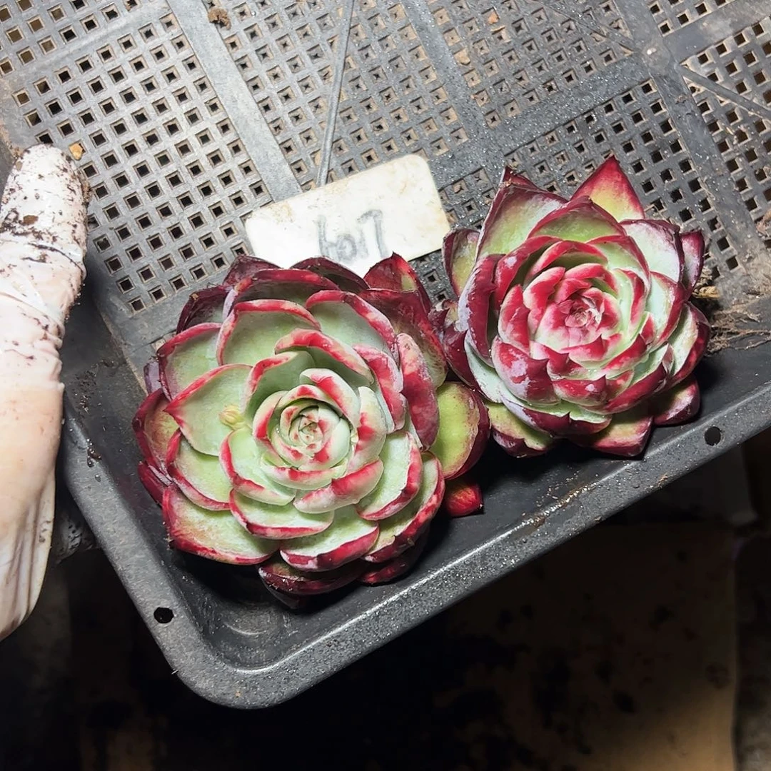 *****惊鸿仙子两颗6017号