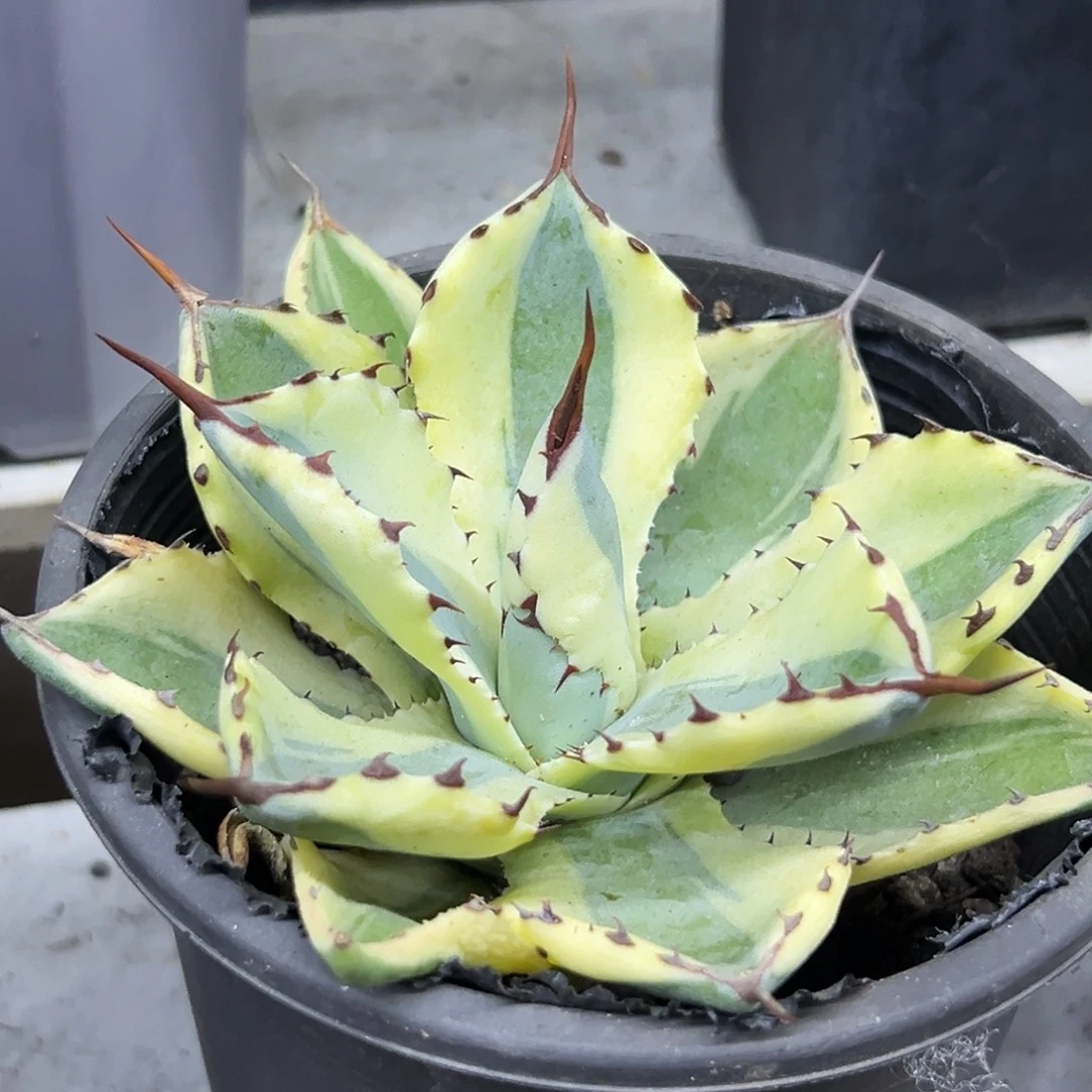 吉祥冠宽覆轮一物一拍偏远不包邮不退不换