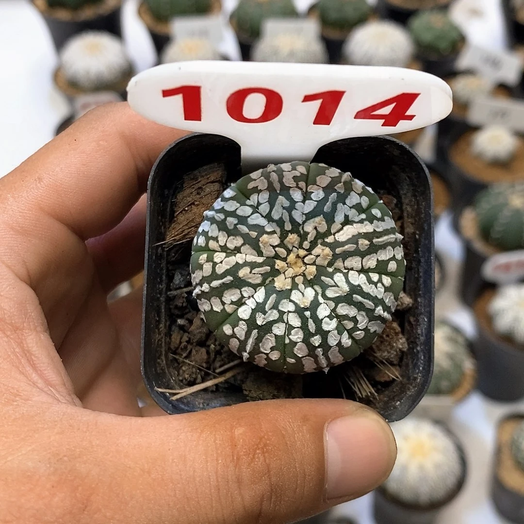 1014开播福利特价咯