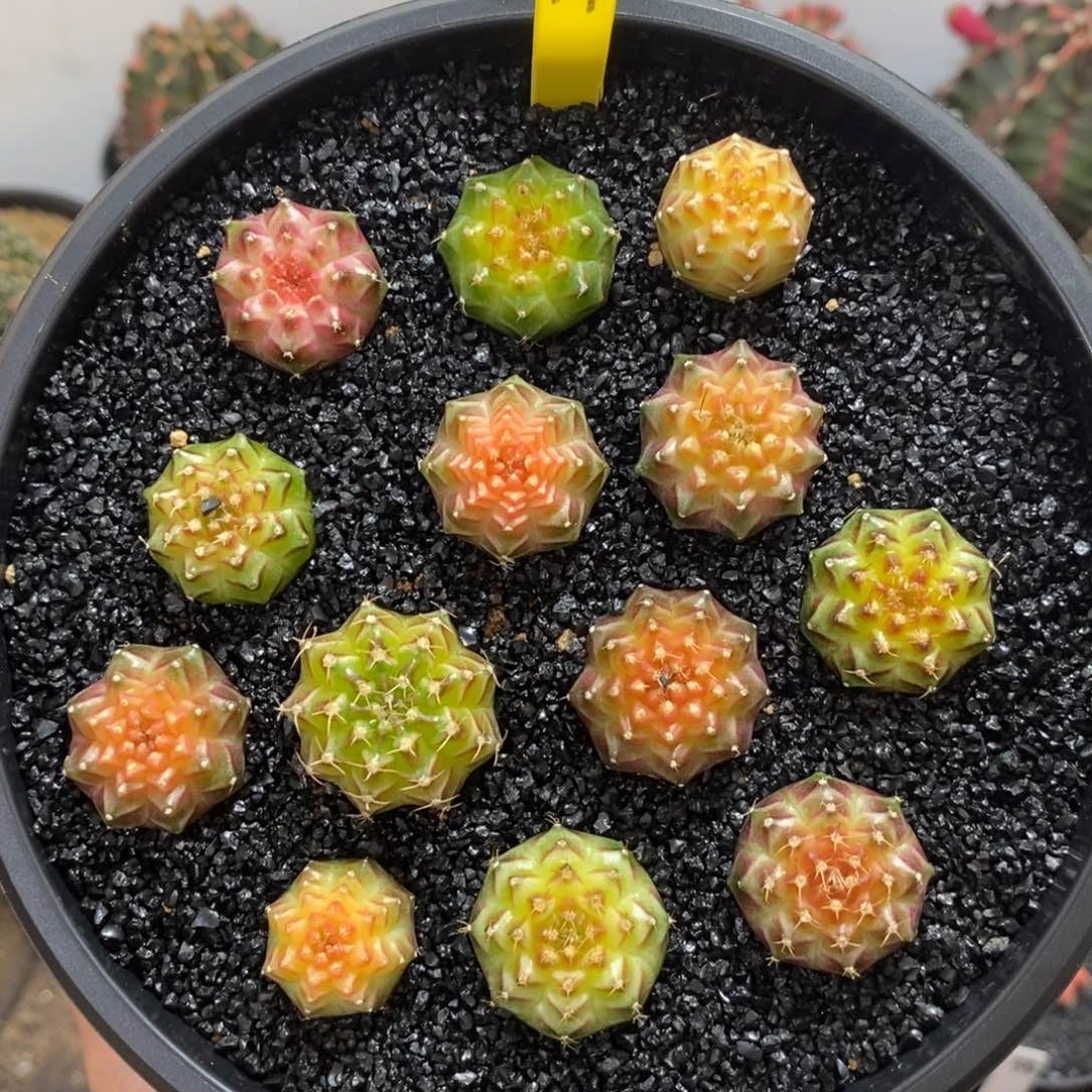 实生轮回180一个随便挑