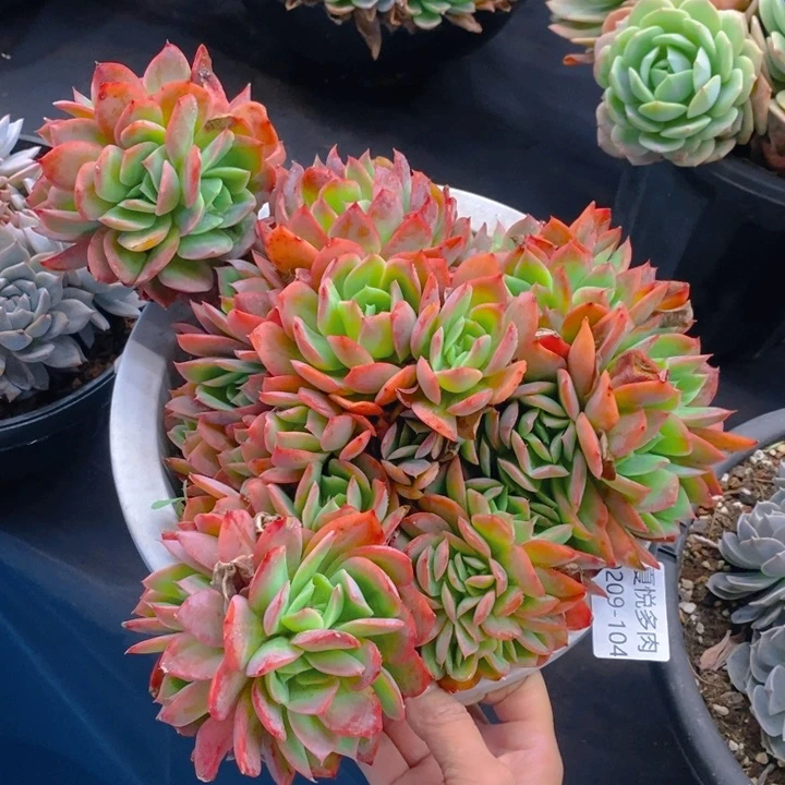 夏悦多肉0209-104绮罗