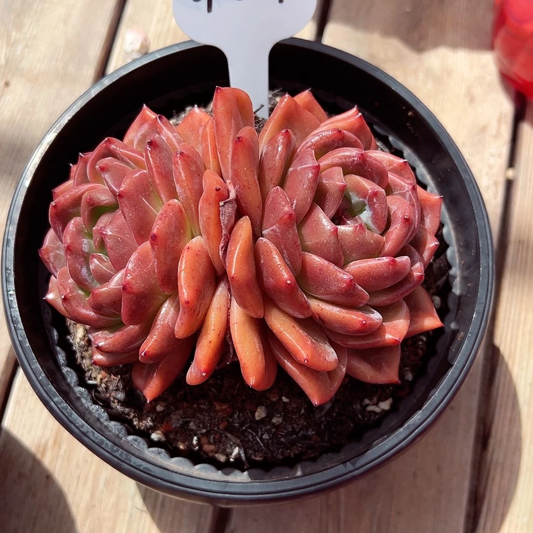 0923-59暗夜精灵。