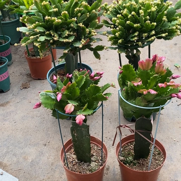 当前无花栽培后可以开花麗281嫁接083