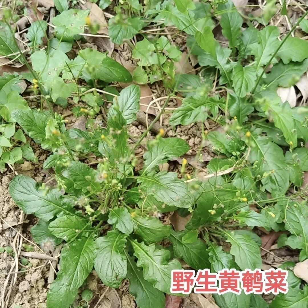 农家妈妈现晒现发200g新鲜野生黄鹌菜山芥菜黄花菜土芥菜干品