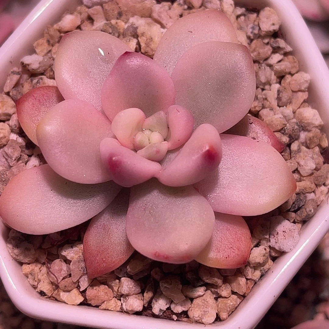 尚品园艺福利天堂白锦