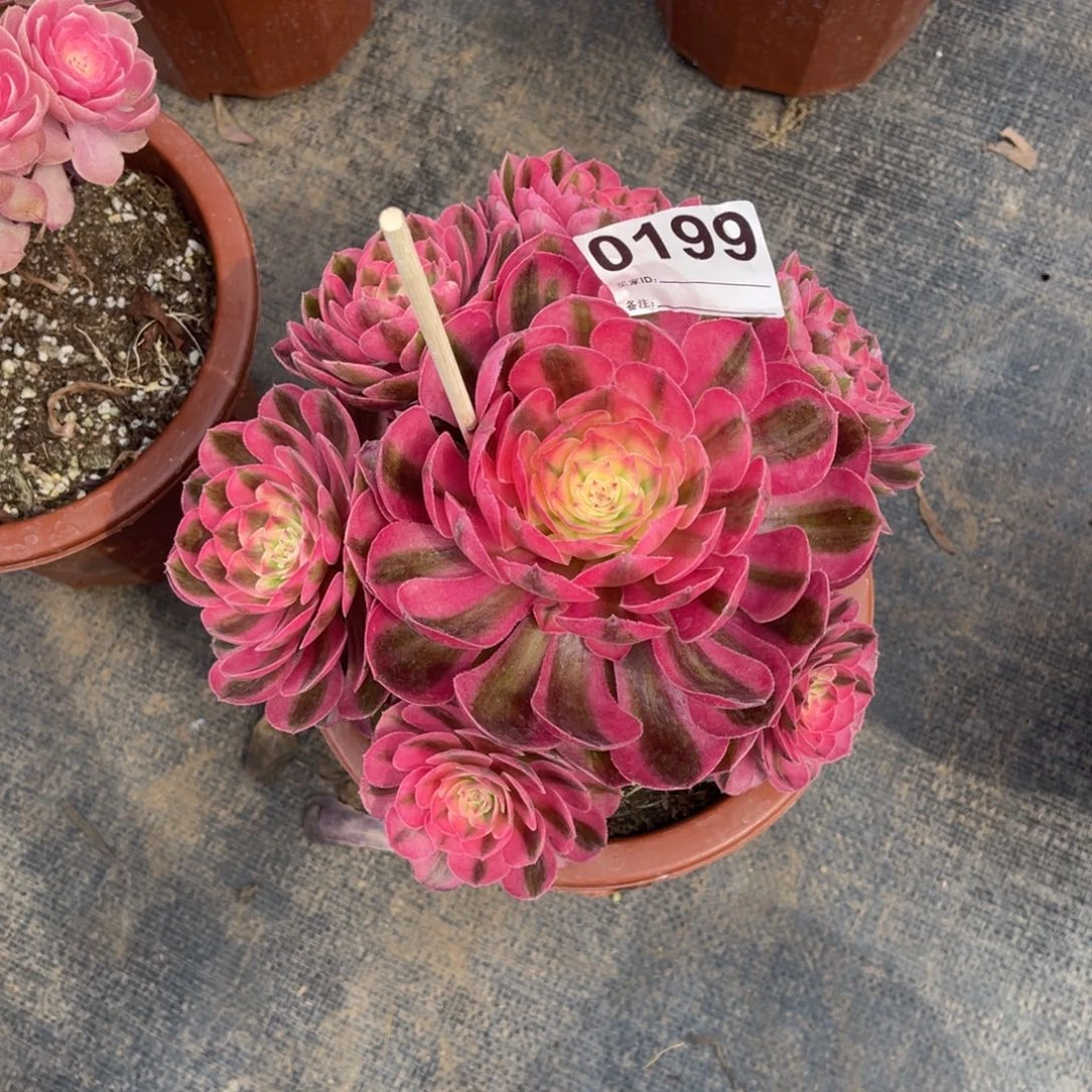 无花朵@**果清城0199福利带盆土