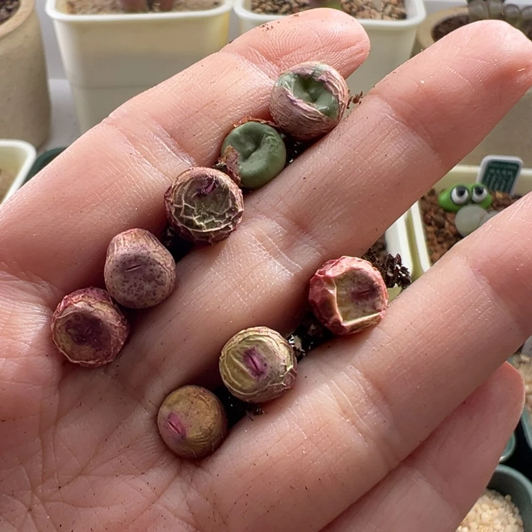 1215-青蛙种源 随机一颗1.5年ssw贝特芬 开盲盒