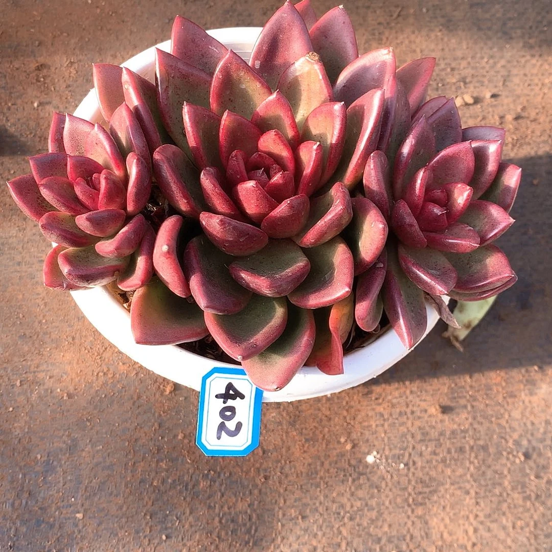 402玫瑰一物一拍多肉
