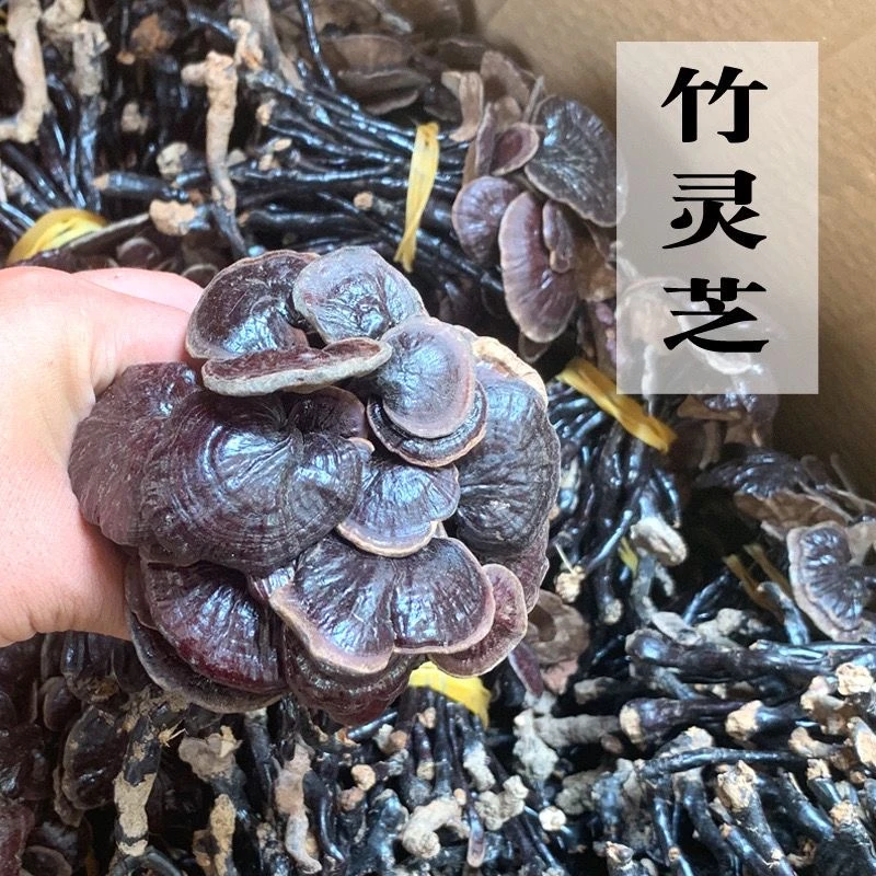 【助农推荐专属】正宗云南竹灵芝干货黑灵芝煲汤泡酒
