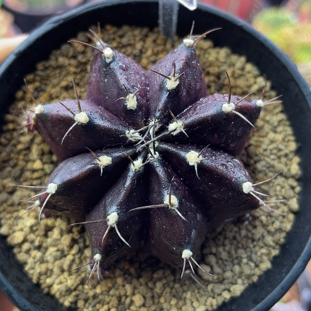 1-181米哈仙人球黑寡妇5.7厘米