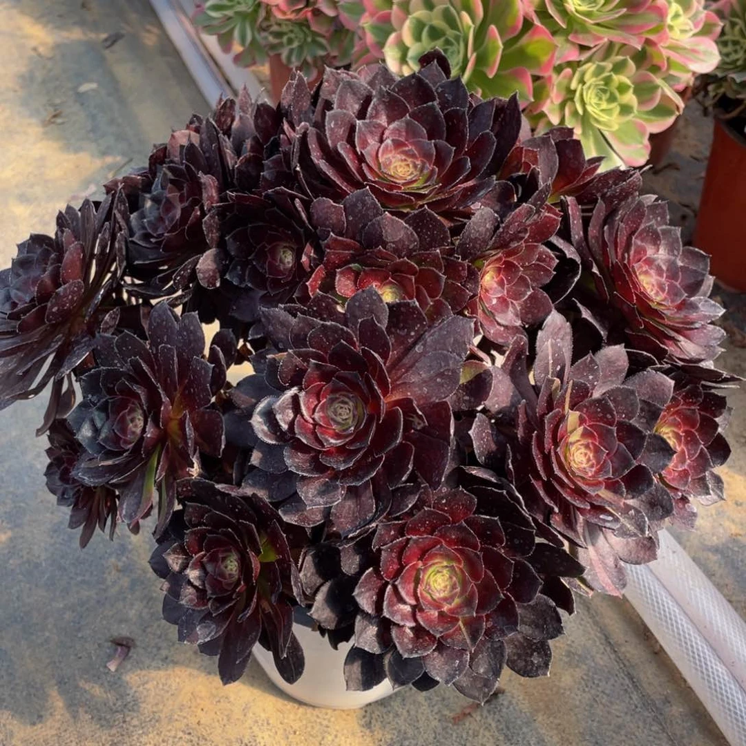 用****1731黑美人精品法师多肉