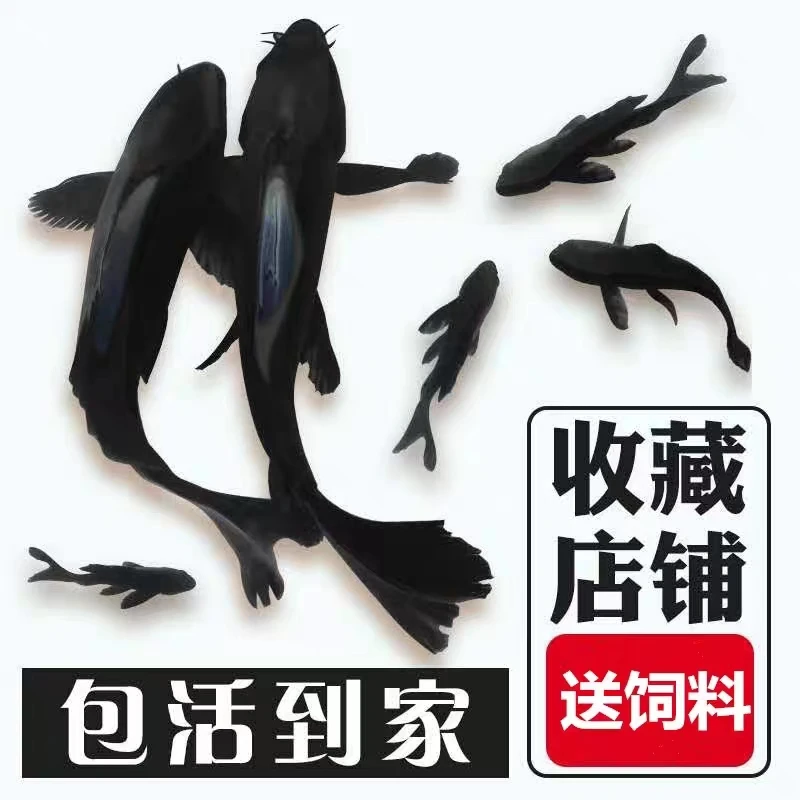 冷水观赏活体鱼黑草金鱼纯黑金龙凤锦鲤长短尾好养锦鲤风水招财鱼