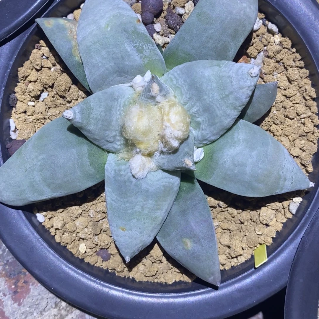 实生水波纹岩牡丹11.5cm