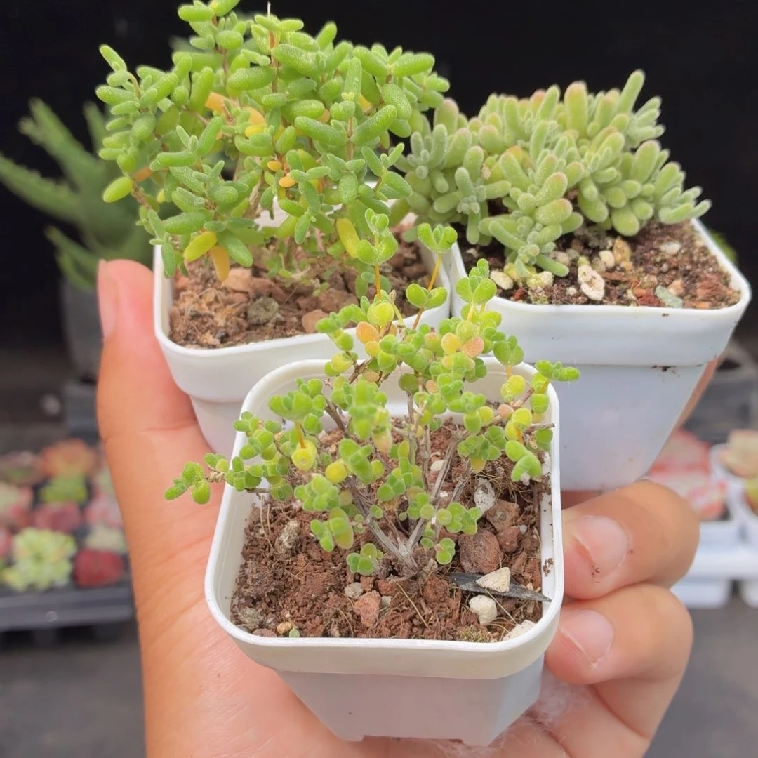 莱斯➕冰晶➕老桩糖球