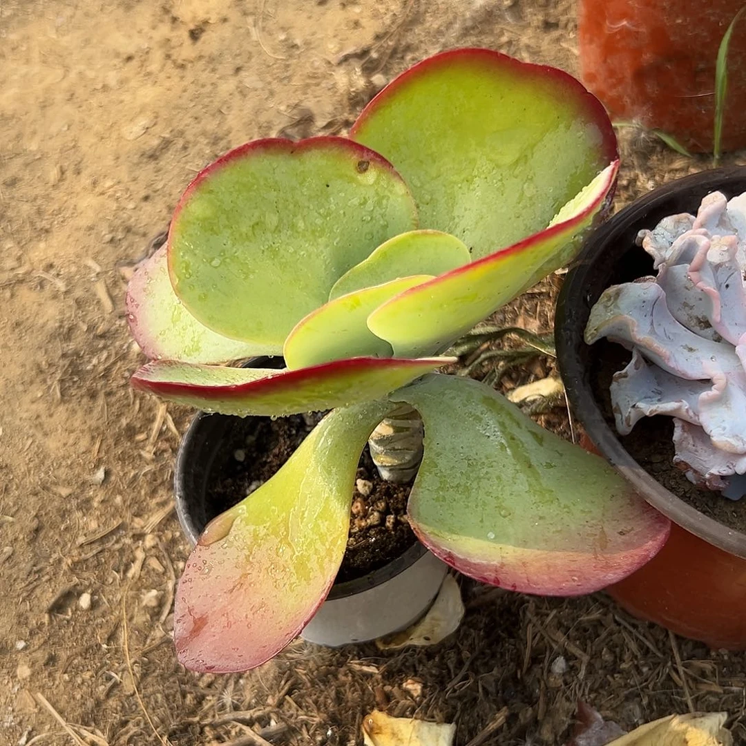 多肉植物唐寅单头