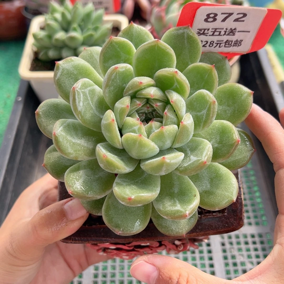 表妹精品多肉植物872.