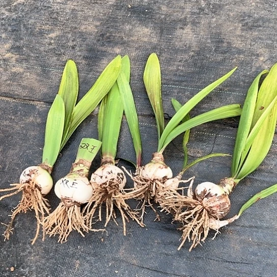 啊**喔双王7～8 5颗装 包对版