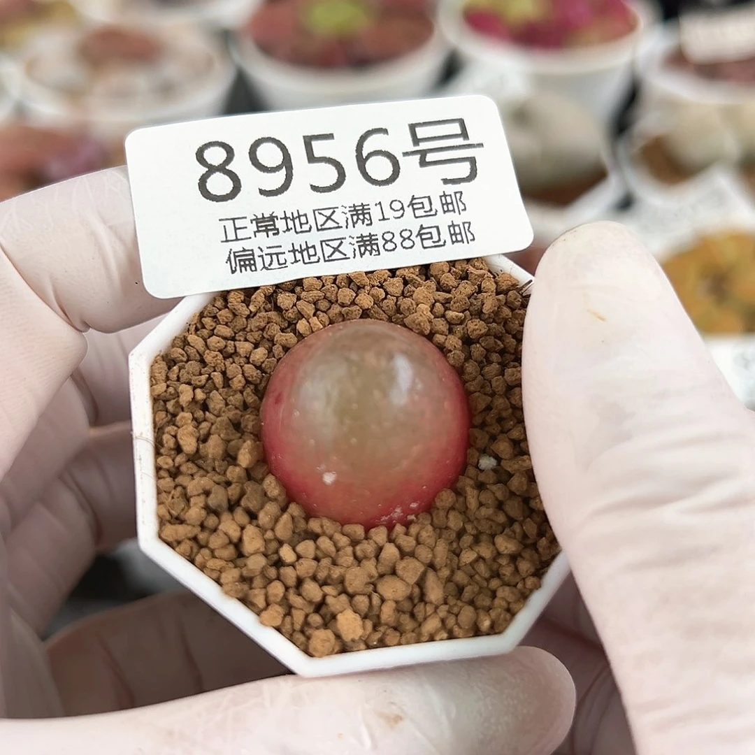 8956七年红灯泡2cm