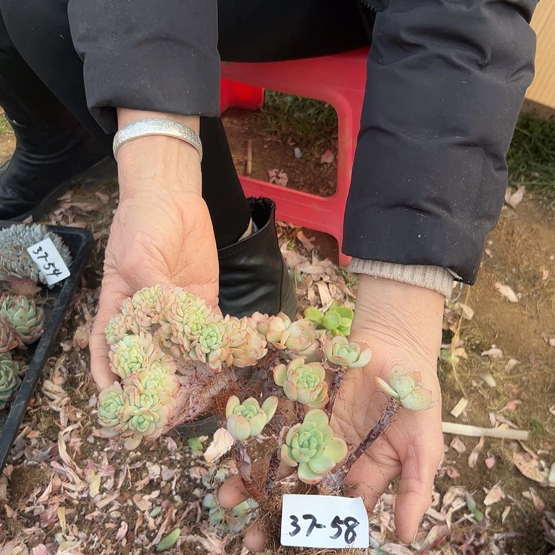 橙**?37-58奥霜缀多肉微瑕