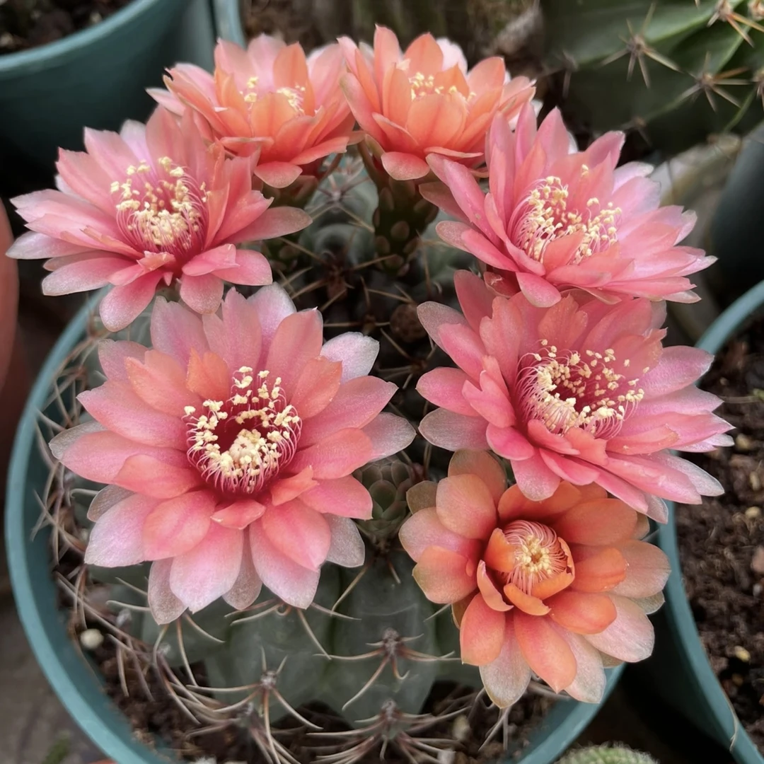 新绯花玉 仙人球植物漳州基地直发货 新手好养 室内外办公室