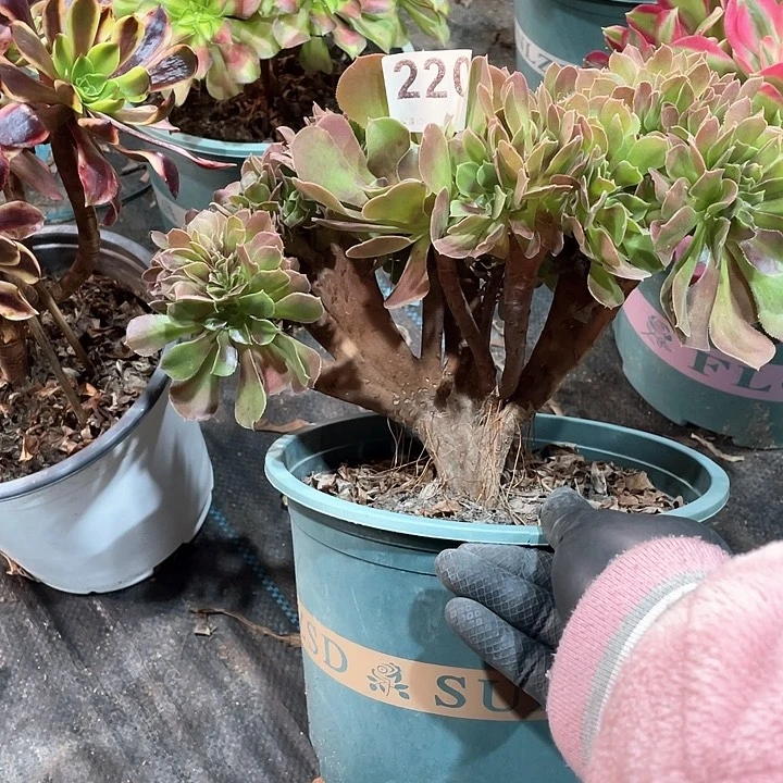 玫瑰缀化220   冠幅25