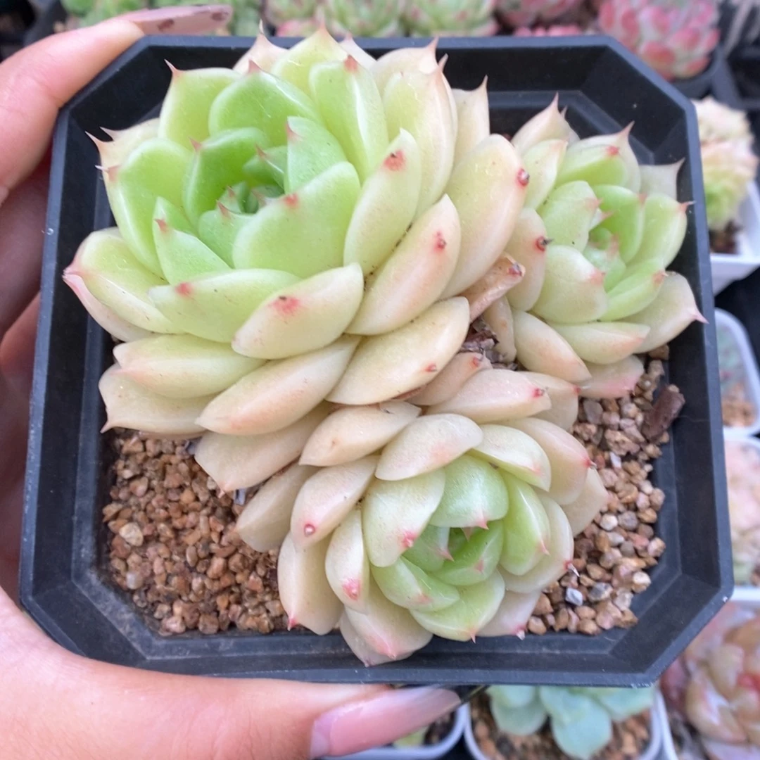油透麦秆群生425号。