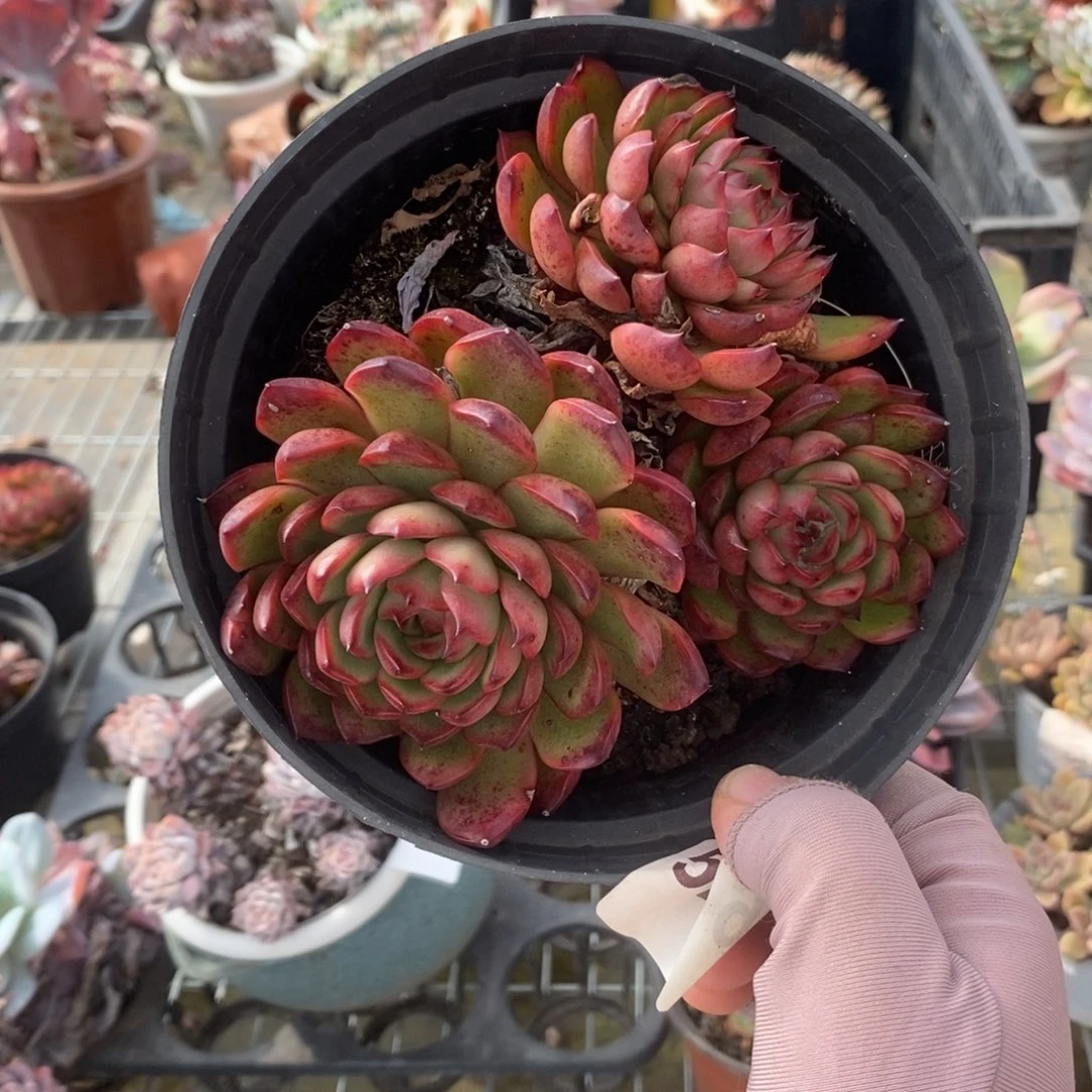 5236保利安娜一物一拍