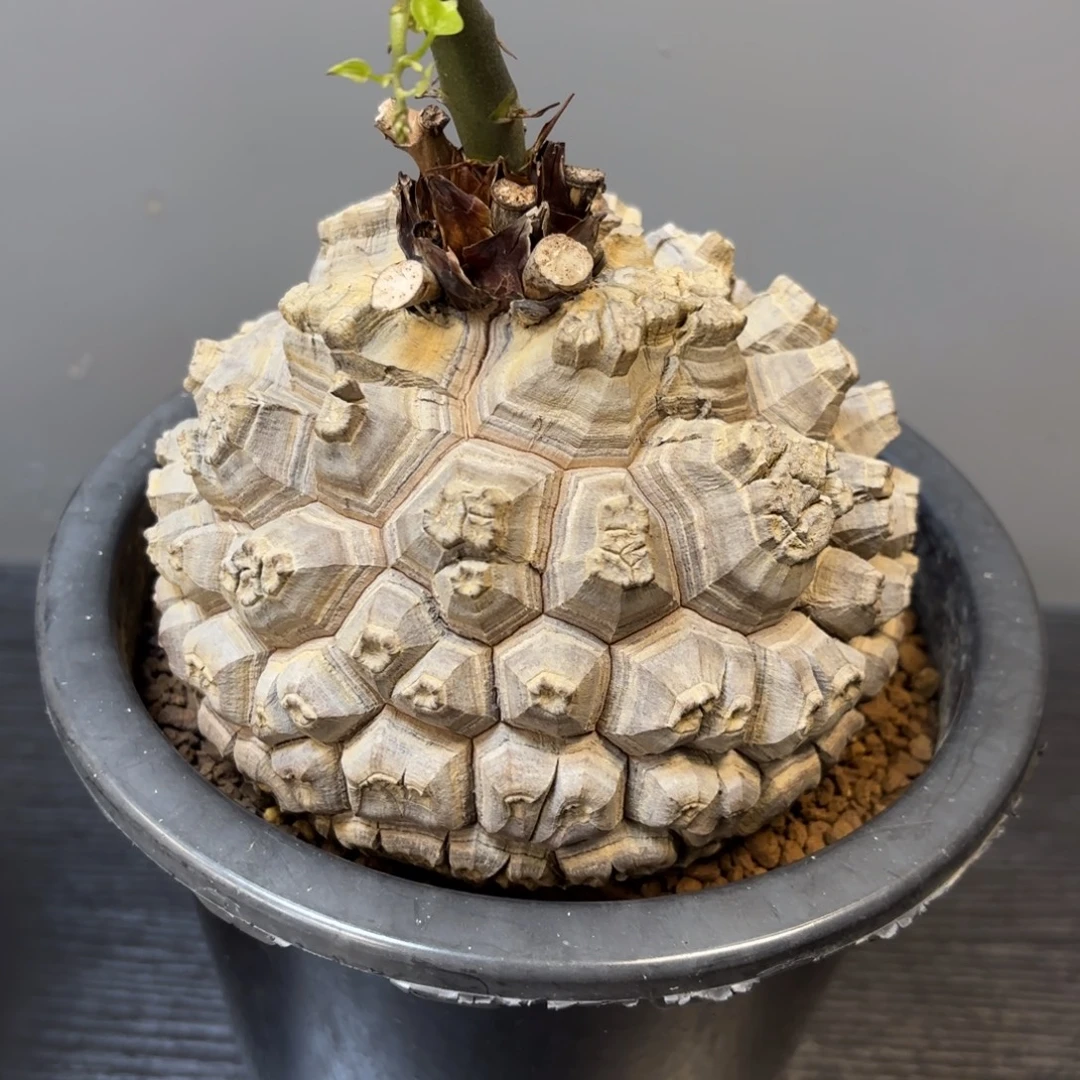 4号龟甲龙带盆包邮
