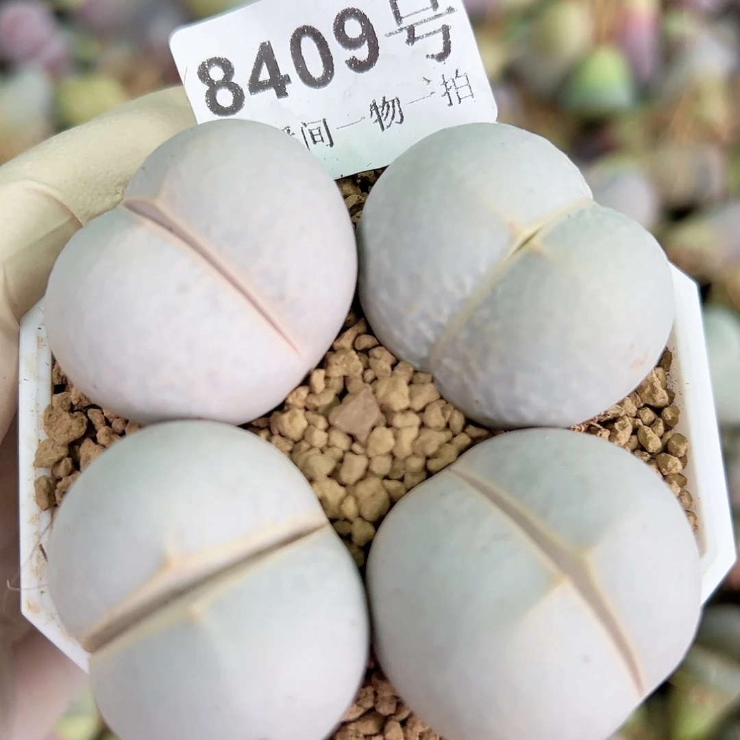 8409 好养易活生石花大母本