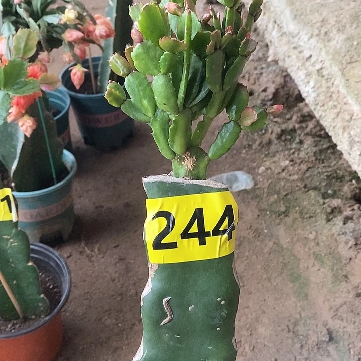 无花朵阳**哥瑕疵苗244号新疆不包邮