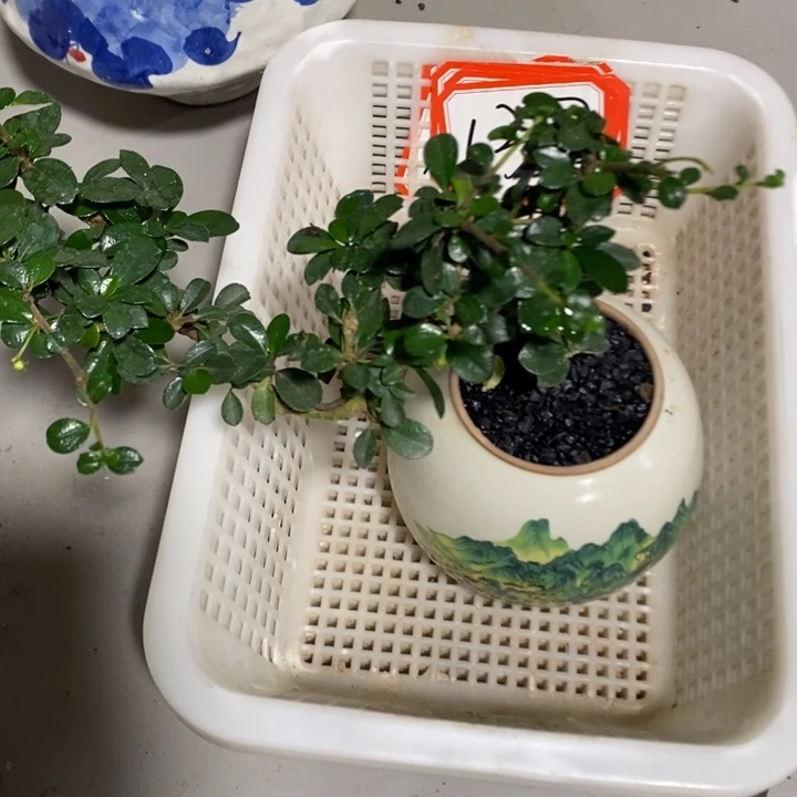 红***颊无花朵退款拉黑一物一拍 137