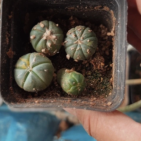 095一盆都清棚特价