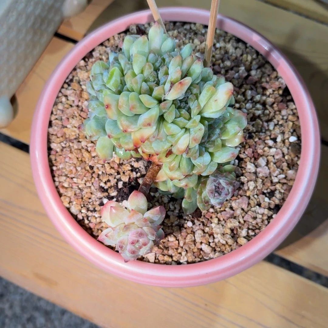 冰魄缀化多肉植物