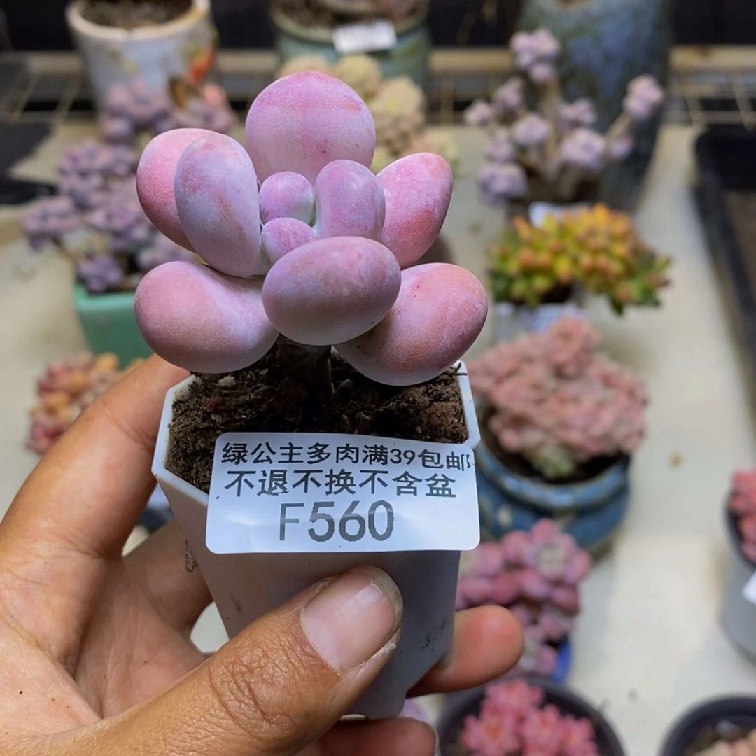 沐*560橙雪球多肉4cm