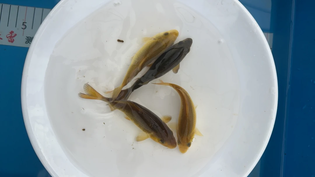 芥子 茶鲤 观赏鱼 包邮