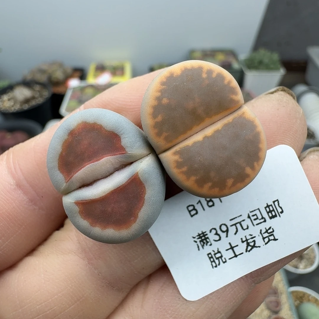 181多肉哈哈哈哈哈哈哈