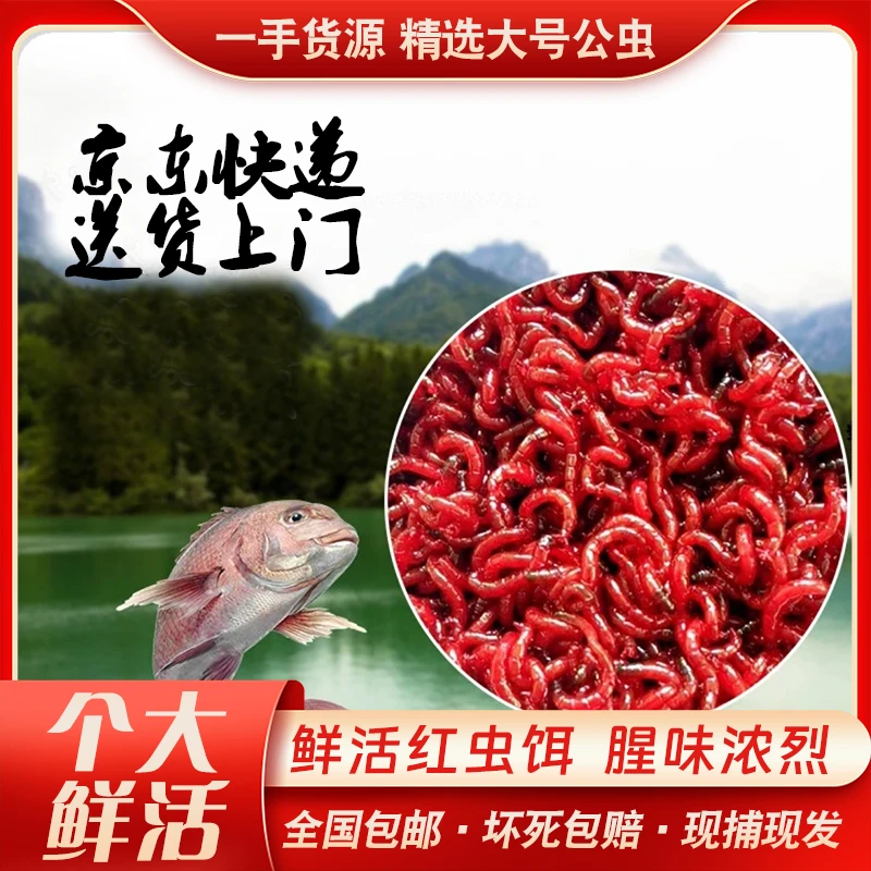 直播福利（京东快递）鲜活红虫大号中小号1斤装